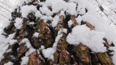 Kış ormanlarında karla kaplı bir ağaç gövdesinin yakın çekimi. Kalın beyaz kar, koyu kabuğa ve çevreleyen dallara yapışır. Bu huzurlu doğa sahnesi, karlı bir günün sessiz güzelliğini yakalıyor..