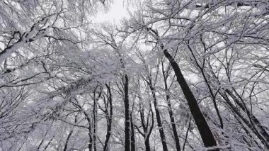 Tall trees covered in white snow reach towards a pale sky. The camera looks up from the forest floor, capturing the serene winter landscape.