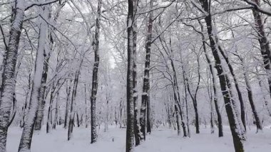 A serene winter scene captures a snow-covered forest. Bare tree branches are heavily laden with fresh white snow. The quiet, peaceful atmosphere is perfect for a nature-themed project.