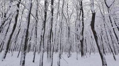 A tranquil winter forest scene with snow-laden trees. The camera moves slowly through the peaceful, snow-covered woods. Perfect for nature, season, or holiday-themed projects.