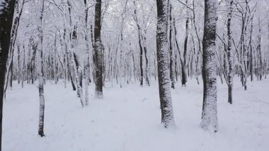 A tranquil winter forest scene captured in natural light. Snow blankets the trees and ground, creating a peaceful, serene landscape. Perfect for projects needing a cold, quiet.