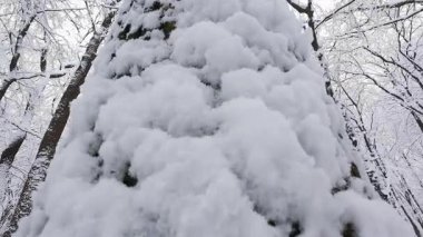 Yakın çekim, kalın beyaz karla kaplı bir ağaç gövdesini yakalar. Şiddetli kar yağışından sonra huzurlu kış ormanı güzel bir manzaradır..