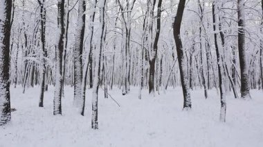 Snow-covered trees in a winter forest. The camera looks up through the bare branches. A peaceful and serene winter landscape.