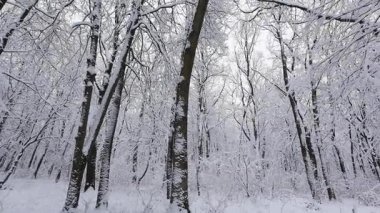 A tranquil winter forest blanketed in fresh snow. Sunlight filters through the frosty branches, creating a peaceful natural scene. Perfect for seasonal and holiday projects.