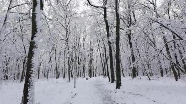A tranquil forest covered in fresh snow. The bare branches of the trees create a beautiful winter scene. It is a peaceful and serene natural landscape.