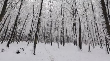 A tranquil winter forest scene with snow-covered trees. A peaceful path leads through the serene snowy landscape. Ideal for nature, seasonal, and peaceful setting projects.