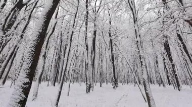 A tranquil winter scene showcases a dense forest covered in fresh snow. The dark tree trunks contrast beautifully with the white, frost-laden branches and ground.