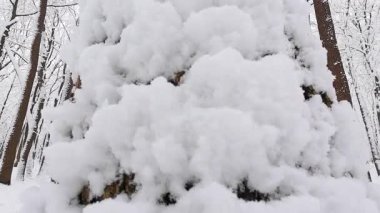 Kar, bir kış ormanındaki ağaç gövdesine yapışıyor..