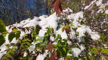 Yeşil yapraklar taze beyaz karla kaplıdır. Beklenmedik kış havası güzel bir kontrast yaratır. Ormanda sakin bir doğa sahnesi..