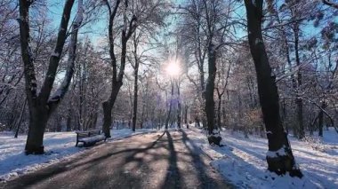 Aydınlık bir kış gününde karlı bir park yolu. Güneş karla kaplı ağaçların arasından ışıl ışıl parlıyor. Beyaz zemin boyunca uzanan uzun gölgeler.
