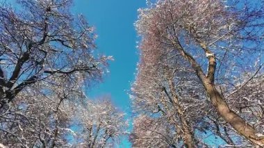 Aşağıdan çekilen sakin bir kış harikalar diyarı karla kaplı dalların parlak mavi gökyüzüne uzandığını gösteriyor..