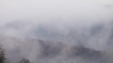 Bir sonbahar sabahı orman ve ağaçların üzerinde yoğun beyaz bir sis..