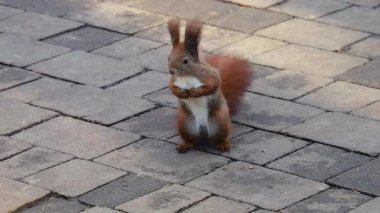 Kızıl bir orman sincabı bir taş parkının yolunda duruyor ve insanlara yiyecek için yalvarıyor..
