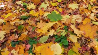 Ormanın zeminine yayılmış canlı sarı ve kahverengi sonbahar yapraklarının yakın çekim görüntüsü. Yer düşen akçaağaç yaprakları ve meşe yapraklarıyla kaplı, sonbahar mevsiminin özünü yakalıyor..