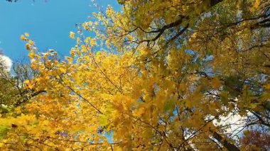 Parlak sarı akçaağaç yaprakları, rüzgarın esintisinde dallarında sonbahar ağaçlarının ve mavi gökyüzünün zemininde çırpınır. Düşük açılı video görüntüleri.