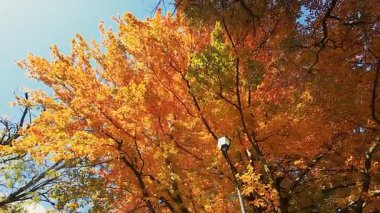 Altın sonbahar yaprakları açık mavi gökyüzünün altında hafif meltemde dalgalanıyor. Huzurlu ve canlı bir sonbahar sahnesi, doğa ve mevsimsel projeler için mükemmel. Lamba direğinde klasik sokak lambası.