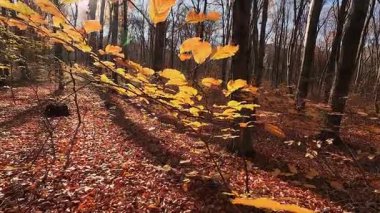 Altın sonbahar yaprakları arka plan ışıklarının altında bir ağaç dalında. Canlı renklerle ve doğal ışıkla güzel mevsimsel arka plan.