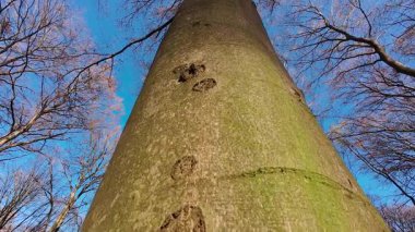 Bir Avrupa kayın (Fagus sylvatica) gövdesinin düşük açılı bir videosu, açık mavi gökyüzüne karşı kaba, dokulu kabuğu sergiliyor.