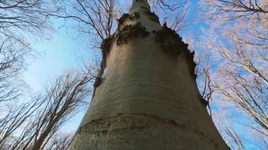 Bir Avrupa kayın (Fagus sylvatica) gövdesinin düşük açılı bir videosu, açık mavi gökyüzüne karşı kaba, dokulu kabuğu sergiliyor.