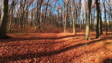 Kayın ağaçlarıyla sonbahar ormanı manzarası. Çıplak dalların altında düşen yaprakların huzurlu bir manzarası..