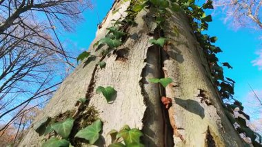 Bereketli yeşil sarmaşık, güneşli bir ormanda büyük bir çınar ağacının gövdesine tırmanır. Düşük açılı bir atış, yemyeşil yapraklar ile kabuğu soyulmuş, engebeli ağaç kabuğu arasındaki canlı kontrastı yakalar.