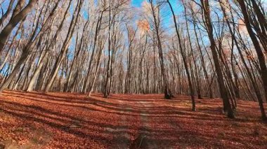 Uzun kayın ağaçları sonbahar orman manzarasına hükmediyor. Zemin düşmüş portakal yapraklarından bir halıyla kaplı..