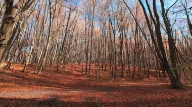 Uzun kayın ağaçları sonbahar orman manzarasına hükmediyor. Zemin düşmüş portakal yapraklarından bir halıyla kaplı..