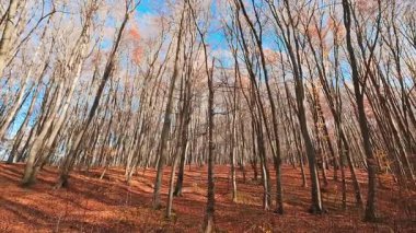 Uzun kayın ağaçları sonbahar orman manzarasına hükmediyor. Zemin düşmüş portakal yapraklarından bir halıyla kaplı..