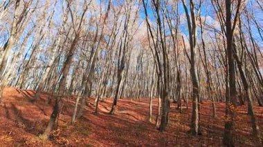 Uzun kayın ağaçları sonbahar orman manzarasına hükmediyor. Zemin düşmüş portakal yapraklarından bir halıyla kaplı..
