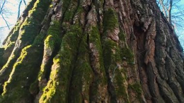 Görkemli, antik meşe ağacı kabuğu dokusu aşağıdan. Güneş ışığı, bu devasa bagajın yosun kaplı yüzeyini vurgular..