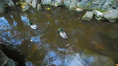 İki yaban ördeği yapay bir gölette yüzer. Gölet, doğal taş kenarlıklarına sahiptir. Sakin su, sonbahar yapraklarını ve kayaları yansıtır..