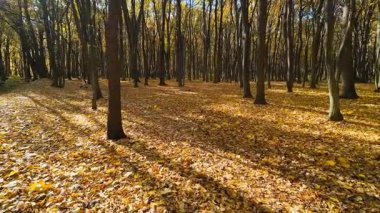 Sonbaharda yaprak döken uzun, ince ağaçlarla kaplı bir ormanda yapraklar yavaşça yere düşer..