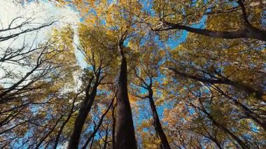 Parlak mavi bir gökyüzüne karşı parlak sarı ve turuncu yapraklarla güzel sonbahar ormanları gölgesinden yukarıya bakıyor. Sonbahar mevsiminde yüksek ağaçların sakin manzarası doğanın barışçıl güzelliğini yakalıyor..