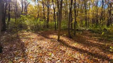 Sarı ve yeşil yaprakların arasından süzülen güneş ışığıyla sonbahar ormanı sahnesi. Ormanın zemininde altın yapraklardan bir halı olan güzel sonbahar manzarası.