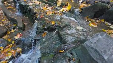 Dereden akan bir su akçaağaç yapraklarının döküldüğü bir kayanın üzerine dökülür ve akarsuya su sıçrar..