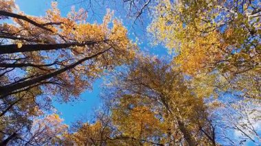 Parlak mavi bir gökyüzüne karşı parlak sarı ve turuncu yapraklarla güzel sonbahar ormanları gölgesinden yukarıya bakıyor. Sonbahar mevsiminde yüksek ağaçların sakin manzarası.