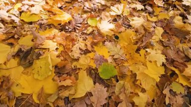 Parlak sarı-turuncu akçaağaç yapraklarının yakın plan çekimi, sonbahar aylarında yaprak döken bir ormanda arka planda çekilmiş..