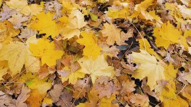 Ormanın zeminine yayılmış canlı sarı ve kahverengi sonbahar yapraklarının yakın çekim görüntüsü. Yer düşen akçaağaç yaprakları ve meşe yapraklarıyla kaplı, sonbahar mevsiminin özünü yakalıyor..