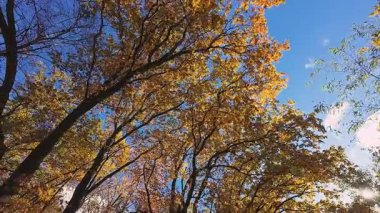 Altın sonbahar yaprakları hafif meltemde hışırdıyor parlak mavi gökyüzüne karşı. Bu güzel doğa görüntüleri sonbahar mevsiminin barışçıl özünü yakalar..