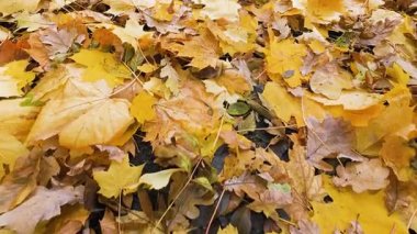 Ormanın zeminine yayılmış canlı sarı ve kahverengi sonbahar yapraklarının yakın çekim görüntüsü. Yer düşen akçaağaç yaprakları ve meşe yapraklarıyla kaplı, sonbahar mevsiminin özünü yakalıyor..