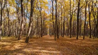 Fayanslar ve sonbahar yapraklarıyla kaplı güzel bir park yolu. Güneşli bir günde yere dökülen yapraklarla dolu bir sonbahar yaprağı..