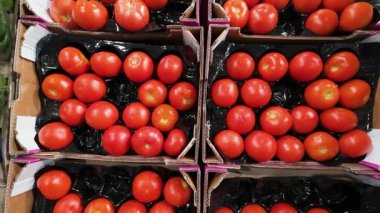 Pazar satışı için siyah plastik tepsilerde paketlenmiş taze kırmızı domatesler. Karton kutularda olgun, canlı kırmızı domateslerin yakın çekim görüntüsü.
