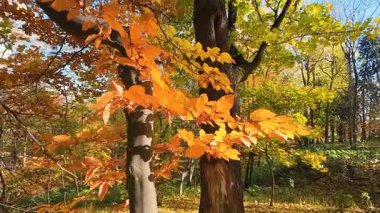Kayın ağacının altın sonbahar yaprakları (Fagus sylvatica) parlak güneş ışığında parlar. Sonbahar yeşilliklerinin sıcak ve canlı renkleri, huzurlu ve resmedilmeye değer doğal bir arka plan oluşturur..