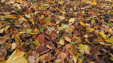 Parlak sarı-turuncu akçaağaç yapraklarının yakın plan çekimi sonbaharda yaprak döken bir parkta arka planda çekilmiş..