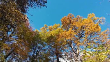 Parlak sarı ve turuncu yapraklı güzel sonbahar ağaçları açık mavi gökyüzüne doğru uzanır. Sıcak güneş ışığı renkli yaprakların arasından süzülüp barışçıl bir doğal manzara yaratır..