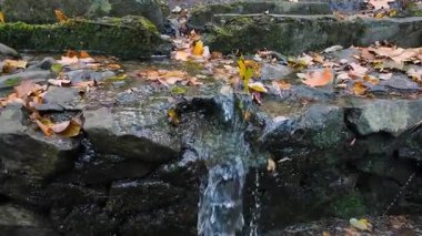 Dereden akan bir su akçaağaç yapraklarının döküldüğü bir kayanın üzerine dökülür ve akarsuya su sıçrar..