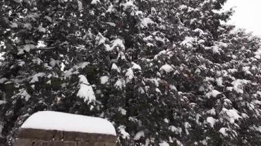 Sakin bir cadde boyunca yoğun kar yağışı battaniyeleri ve yemyeşil ağaçlar. Bu huzurlu kış manzarası kentsel bir manzaranın dingin güzelliğini yakalıyor..