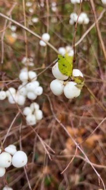 Gür beyaz kar çileği (Symphoricarpos albus) bir sonbahar parkında kümeler.