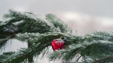 Yeşil çam ağacının taze karla kaplı dallarını yakından çek. Dekoratif Noel süsleri ve düşen kar taneleriyle süslü kış sahnesi.