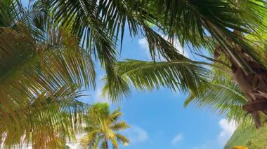 St. Maarten adasında hafif bir esintide sallanan kalın palmiye yapraklarının arasından parlak mavi gökyüzüne bakıyorum. Saint Martin, Karayipler 'in kuzeydoğusunda bir adadır..
